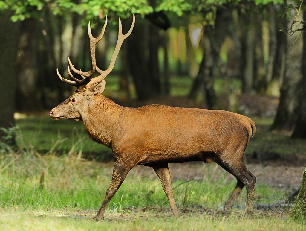 Kostume sælger Underinddel AF-S NIKKOR 200-400MM F/4G ED VR II