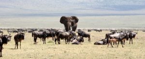 this is ngorogoro: tanzania by albi - pictures by takes you to africa