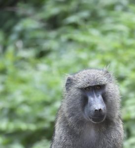 birds, hippos and monkeys from uganda - by albi