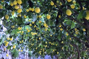 lemon tree at positano/italy