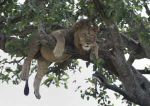 lions in the tree at queen elisabeth nationalpark in uganda