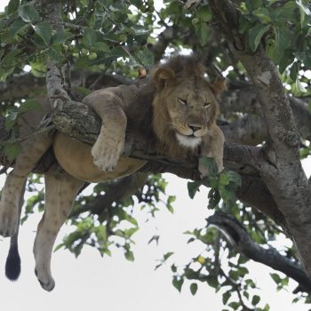 lions in the tree at queen elisabeth nationalpark in uganda