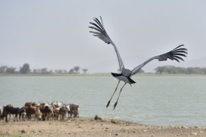 and hop....ethiopia: pictures by albi with nikon camera