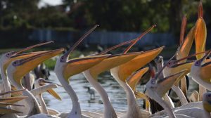 waiting for the fish-ethiopia: pictures by albi with nikon camera