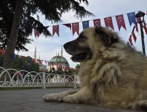 dogs are everywhere in istanbul