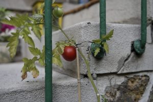my wife has a green hand - tomatoes of paris