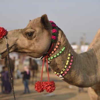 happy bling-bling 2016 from india