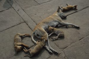 living india: still live (nature morte) with dogs