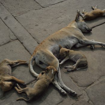 living india: still live (nature morte) with dogs