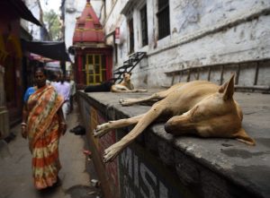 living india: dogs everywhere