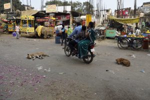 living india, feeling save the dogs are sleeping, they don't care